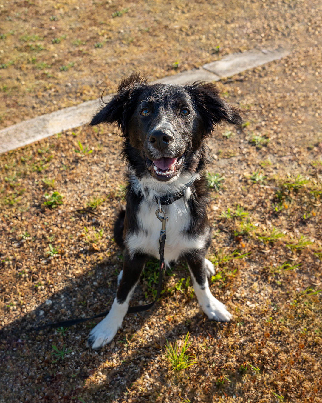 Cachorro en clase | Kinikós