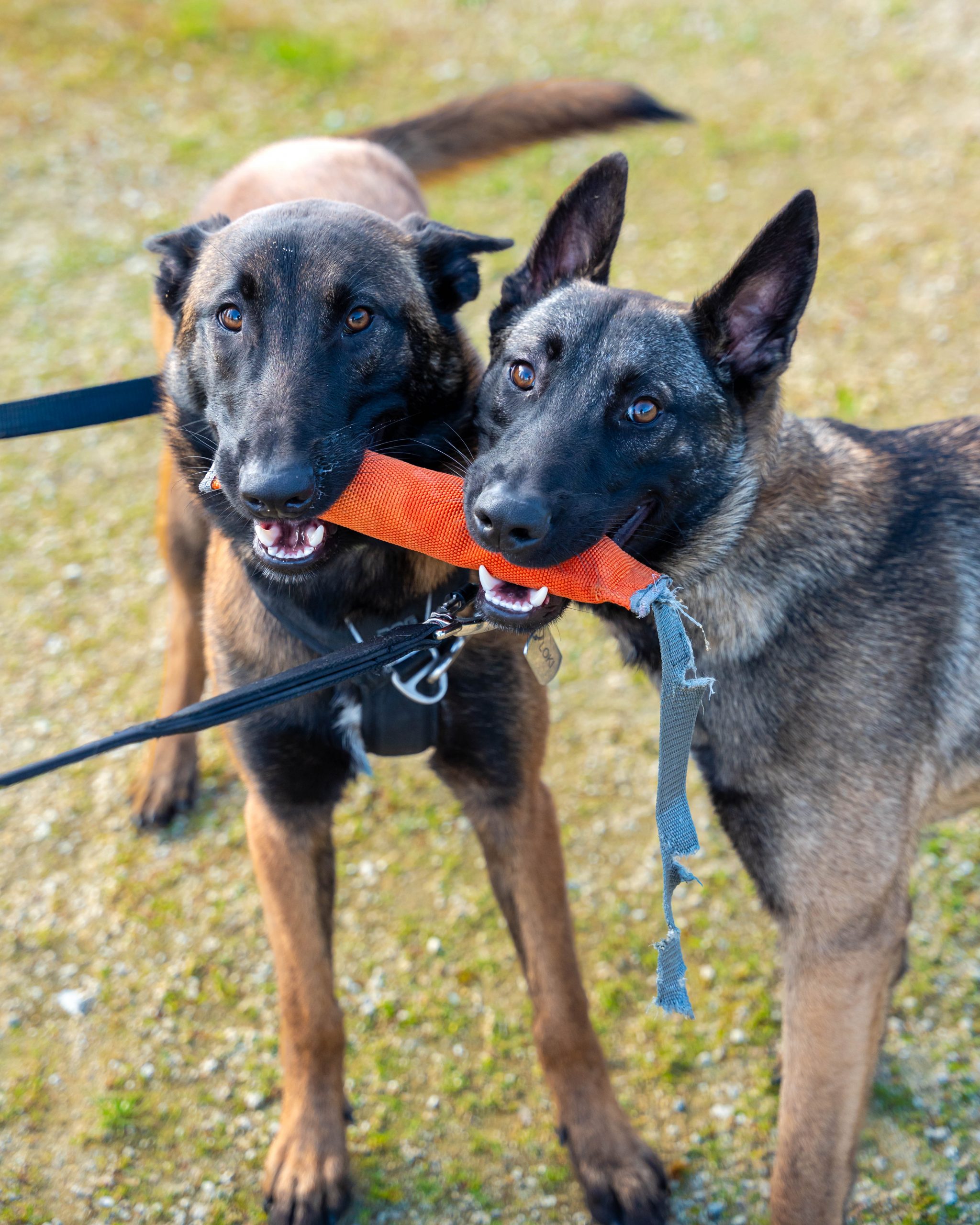 Malinois en clase de educación | Kinikós