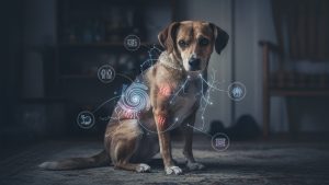 Ansiedad en perros: cuando el malestar emocional se expresa en el cuerpo