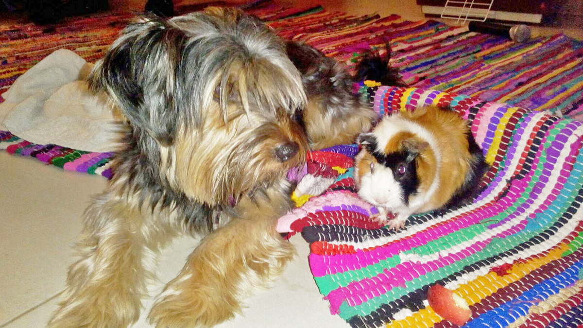 El perro que me enseñó a renunciar